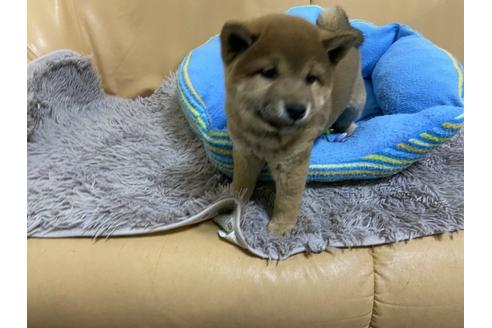 成約済の栃木県の柴犬-96869の1枚目