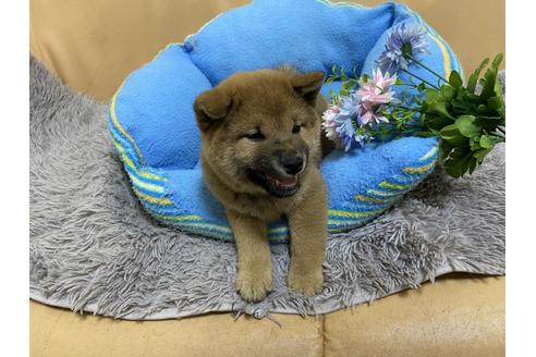 成約済の栃木県の柴犬-96871の1枚目