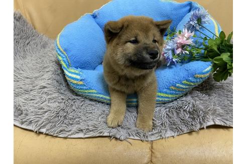 成約済の栃木県の柴犬-96871の2枚目