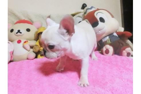 成約済の群馬県のフレンチブルドッグ-96896の2枚目