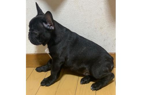成約済の香川県のフレンチブルドッグ-96667の3枚目