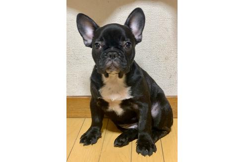 成約済の香川県のフレンチブルドッグ-96667の1枚目