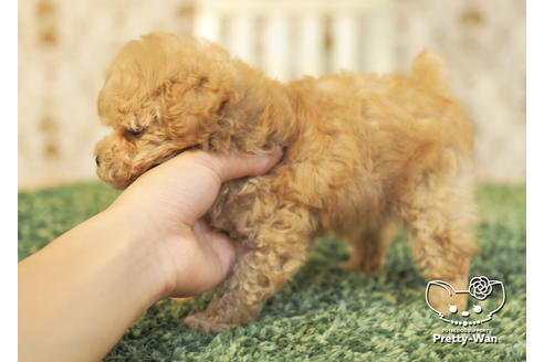 成約済の愛知県のタイニープードル-96970の3枚目