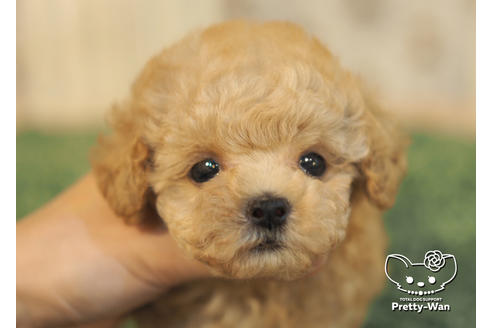 成約済の愛知県のタイニープードル-96970の1枚目