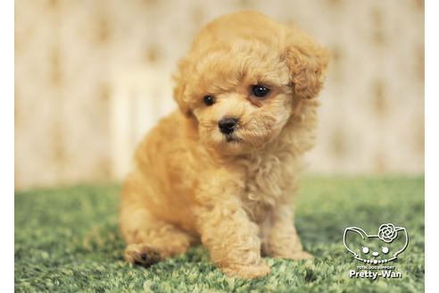 成約済の愛知県のタイニープードル-96970の2枚目