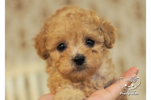 成約済の愛知県のタイニープードル-96971の5枚目