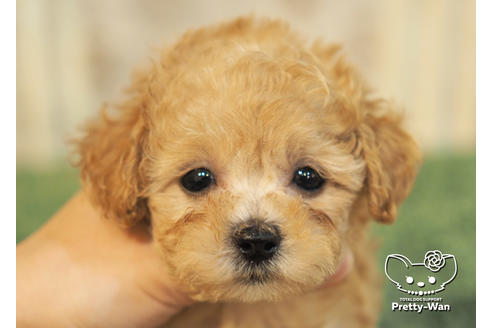 成約済の愛知県のタイニープードル-96971の1枚目