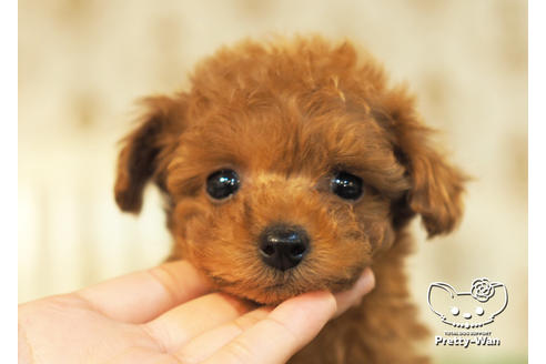 成約済の愛知県のタイニープードル-96972の1枚目