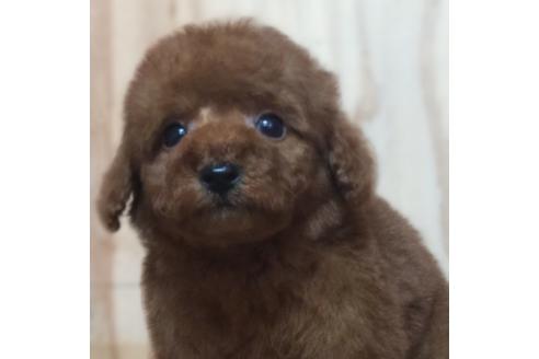 成約済の神奈川県のタイニープードル-96955の1枚目