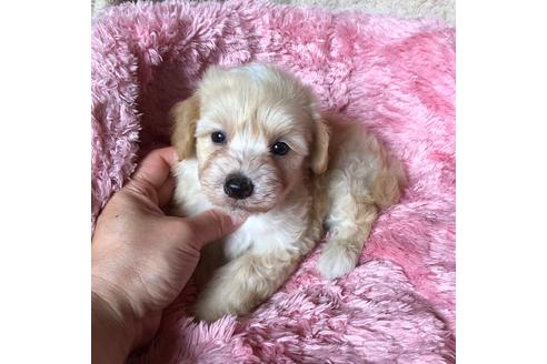 成約済の福岡県のマルプー:マルチーズ×トイプードル-96974の1枚目