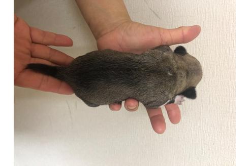 成約済の千葉県のパグ-96986の2枚目