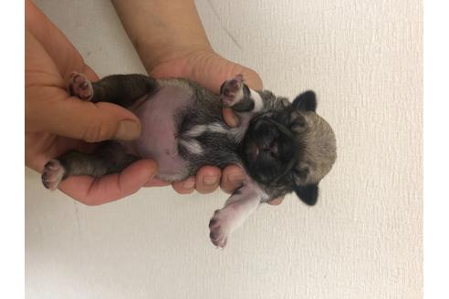 成約済の千葉県のパグ-96986の1枚目