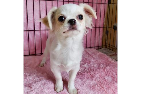 成約済の京都府のチワワ(ロングコート)-90347の1枚目