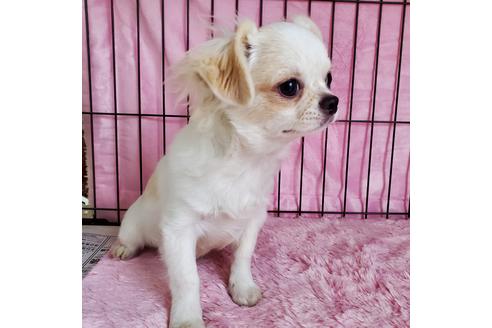 成約済の京都府のチワワ(ロングコート)-90347の3枚目