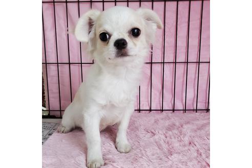 成約済の京都府のチワワ(ロングコート)-90347の2枚目