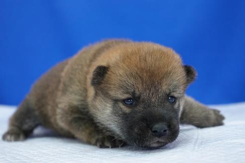 成約済の愛知県の柴犬-97015の1枚目