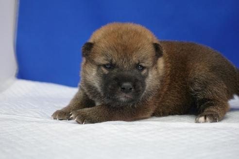 成約済の愛知県の柴犬-97015の5枚目