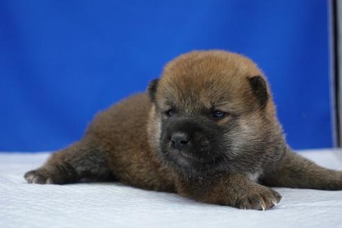 成約済の愛知県の柴犬-97015の3枚目