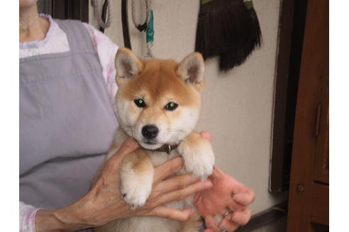 成約済の三重県の柴犬-97016
