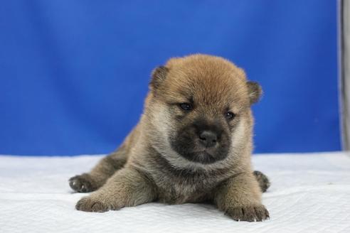 成約済の愛知県の柴犬-97018の1枚目