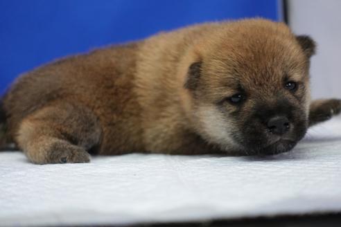 成約済の愛知県の柴犬-97018の5枚目