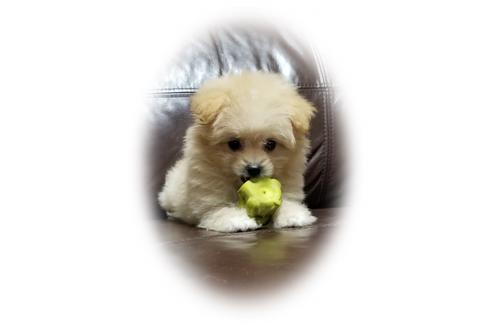 成約済の千葉県のミックス犬-97025の1枚目