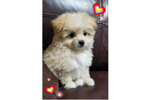 成約済の千葉県のミックス犬-97025の5枚目