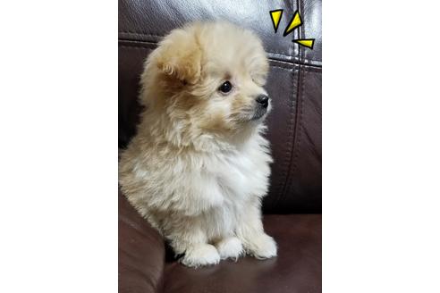 成約済の千葉県のミックス犬-97025の4枚目