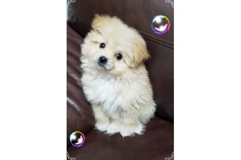 成約済の千葉県のミックス犬-97025の3枚目
