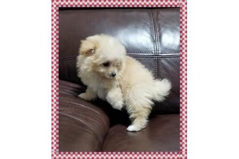 成約済の千葉県のミックス犬-97025の2枚目