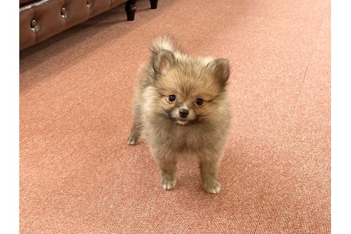 成約済の香川県のポメラニアン-93674の1枚目