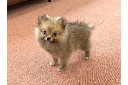 成約済の香川県のポメラニアン-93674の3枚目