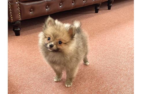 成約済の香川県のポメラニアン-93674の2枚目