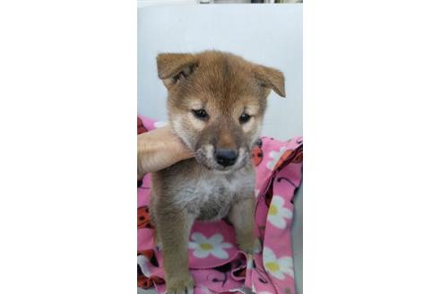 成約済の宮崎県の柴犬-95517の2枚目