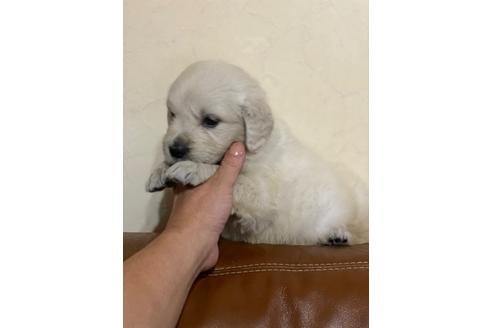 成約済の和歌山県のゴールデンレトリーバー-97118の3枚目