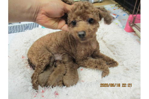 大阪府のティーカッププードル 男の子 05 18生まれ 赤ちゃんが誕生しました 子犬id ブリーダーナビ
