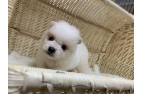 滋賀県のポメラニアン 男の子 2020 04 19生まれ パーティー 子犬id 97166 ブリーダーナビ