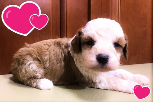 成約済の茨城県のミニチュアプードル-97176の3枚目