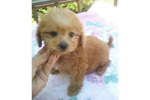 成約済の岐阜県のミックス犬-97182の1枚目
