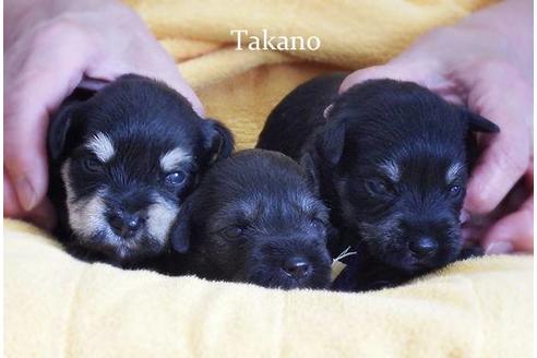 成約済の山梨県のミニチュアシュナウザー-97188の3枚目