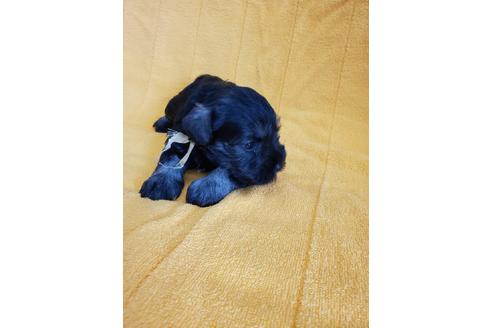 成約済の山梨県のミニチュアシュナウザー-97198の4枚目