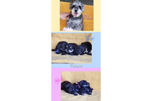 成約済の山梨県のミニチュアシュナウザー-97198の2枚目