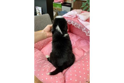 成約済の大阪府のビアデッドコリー-97206の2枚目