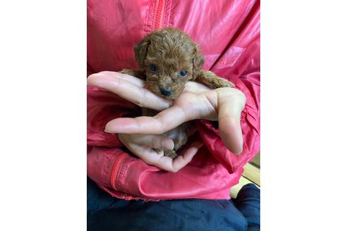 成約済の静岡県のタイニープードル-95338の1枚目