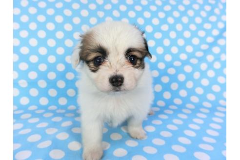 成約済の千葉県のパピヨン-96819の1枚目