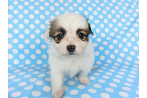 成約済の千葉県のパピヨン-96819の4枚目