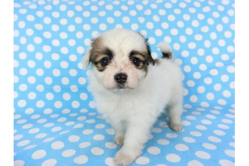 成約済の千葉県のパピヨン-96819の3枚目