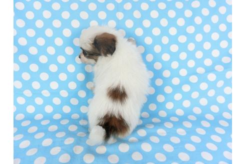 成約済の千葉県のパピヨン-96819の2枚目