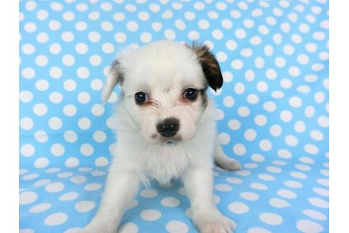 成約済の千葉県のパピヨン-96823の4枚目