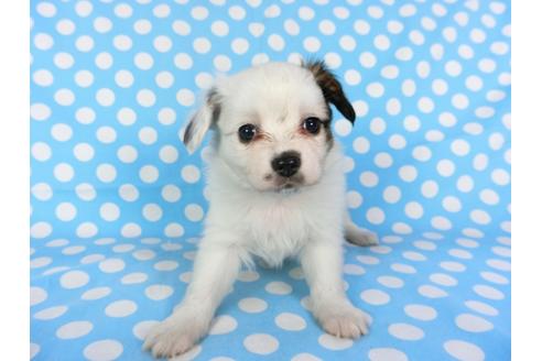 成約済の千葉県のパピヨン-96823の3枚目